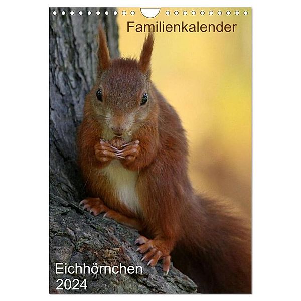 Eichhörnchen (Wandkalender 2024 DIN A4 hoch), CALVENDO Monatskalender, Schnellewelten