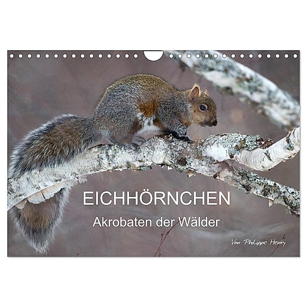 EICHHÖRNCHEN (Wandkalender 2024 DIN A4 quer), CALVENDO Monatskalender, Philippe Henry