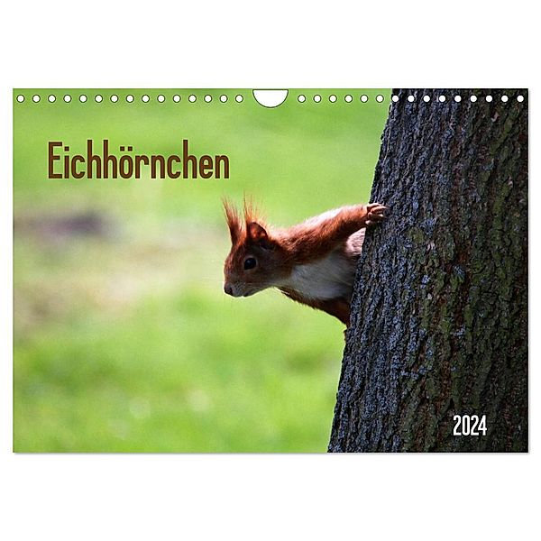 Eichhörnchen (Wandkalender 2024 DIN A4 quer), CALVENDO Monatskalender, Schnellewelten