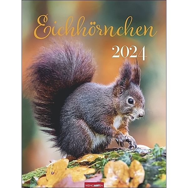 Eichhörnchen. Wandkalender 2024. Fotokalender mit süßen Eichhörnchen-Bildern und Zitaten für jeden Monat. Tierkalender mit Planer im Hochformat 30x39 cm