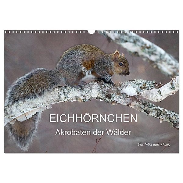 EICHHÖRNCHEN (Wandkalender 2025 DIN A3 quer), CALVENDO Monatskalender, Calvendo, Philippe Henry