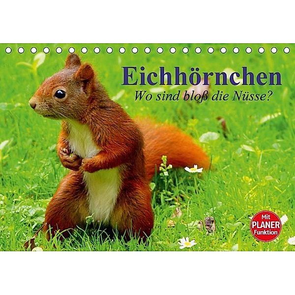 Eichhörnchen. Wo sind bloß die Nüsse? (Tischkalender 2017 DIN A5 quer), Elisabeth Stanzer