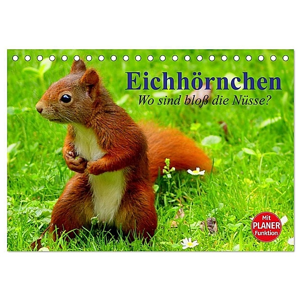Eichhörnchen. Wo sind bloss die Nüsse? (Tischkalender 2024 DIN A5 quer), CALVENDO Monatskalender, Elisabeth Stanzer