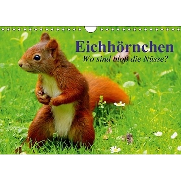 Eichhörnchen. Wo sind bloß die Nüsse? (Wandkalender 2017 DIN A4 quer), Elisabeth Stanzer