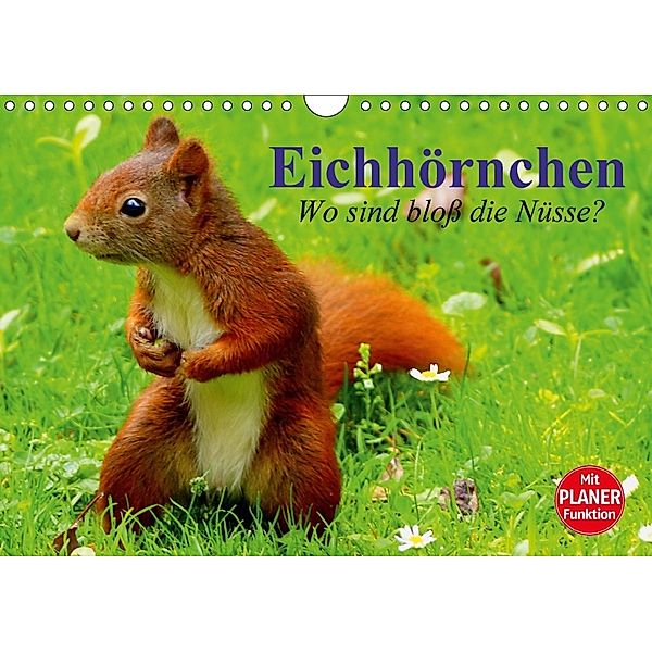 Eichhörnchen. Wo sind bloß die Nüsse? (Wandkalender 2018 DIN A4 quer) Dieser erfolgreiche Kalender wurde dieses Jahr mit, Elisabeth Stanzer