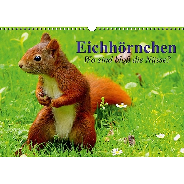 Eichhörnchen. Wo sind bloß die Nüsse? (Wandkalender 2018 DIN A3 quer), Elisabeth Stanzer