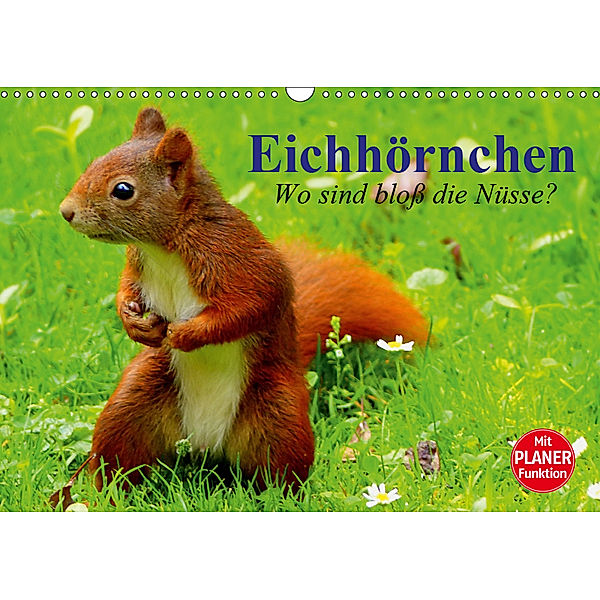 Eichhörnchen. Wo sind bloß die Nüsse? (Wandkalender 2019 DIN A3 quer), Elisabeth Stanzer