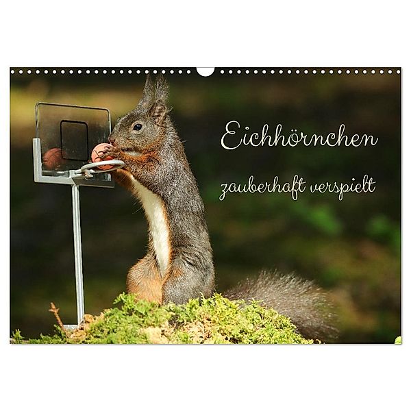 Eichhörnchen - zauberhaft verspielt (Wandkalender 2024 DIN A3 quer), CALVENDO Monatskalender, Angela Merk