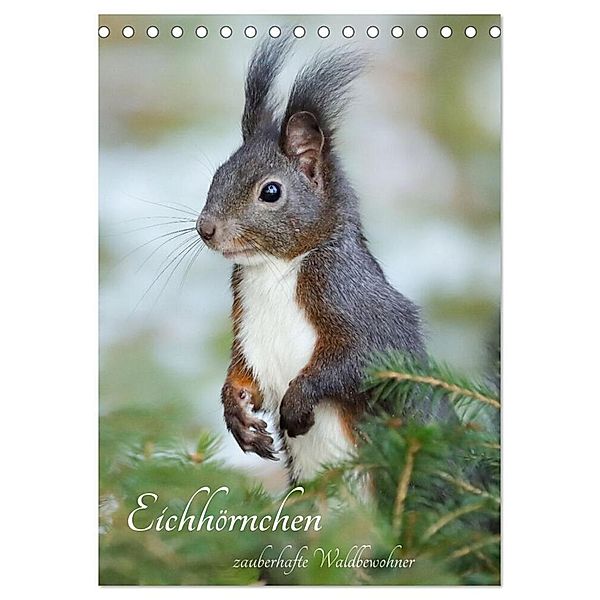 Eichhörnchen - zauberhafte Waldbewohner (Tischkalender 2024 DIN A5 hoch), CALVENDO Monatskalender, Angela Merk
