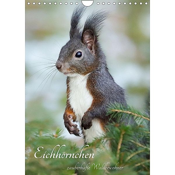 Eichhörnchen - zauberhafte Waldbewohner (Wandkalender 2023 DIN A4 hoch), Angela Merk