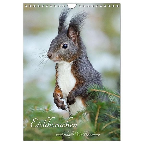 Eichhörnchen - zauberhafte Waldbewohner (Wandkalender 2024 DIN A4 hoch), CALVENDO Monatskalender, Angela Merk