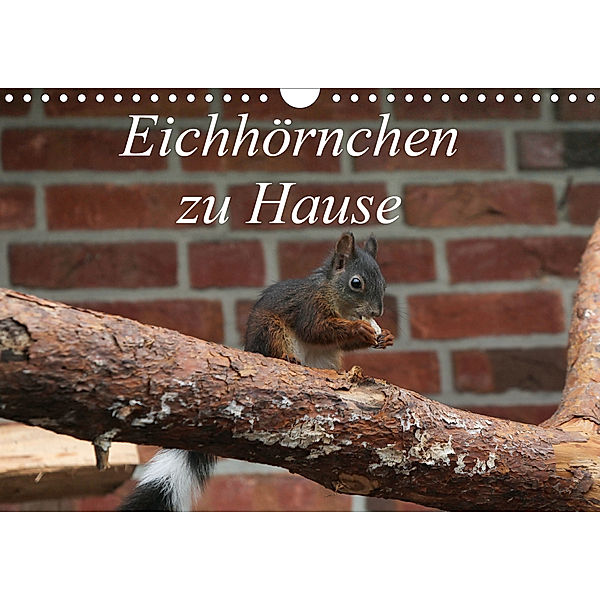 Eichhörnchen zu Hause (Wandkalender 2020 DIN A4 quer), Martin Peitz