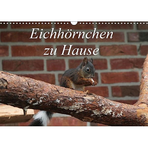 Eichhörnchen zu Hause (Wandkalender 2021 DIN A3 quer), Martin Peitz