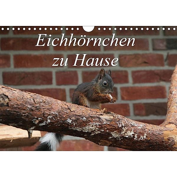 Eichhörnchen zu Hause (Wandkalender 2021 DIN A4 quer), Martin Peitz