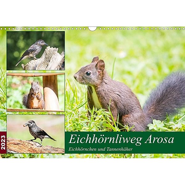 Eichhörnliweg Arosa - Eichhörnchen und Tannenhäher (Wandkalender 2023 DIN A3 quer), Stefanie und Philipp Kellmann