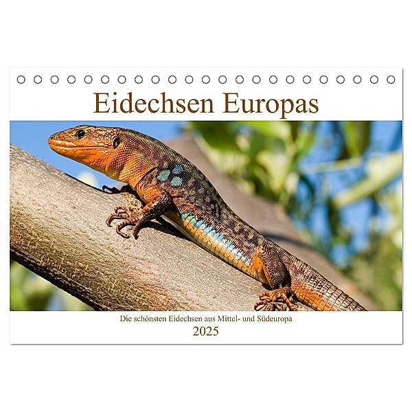 Eidechsen Europas (Tischkalender 2025 DIN A5 quer), CALVENDO Monatskalender, Calvendo, Wolfgang Simlinger