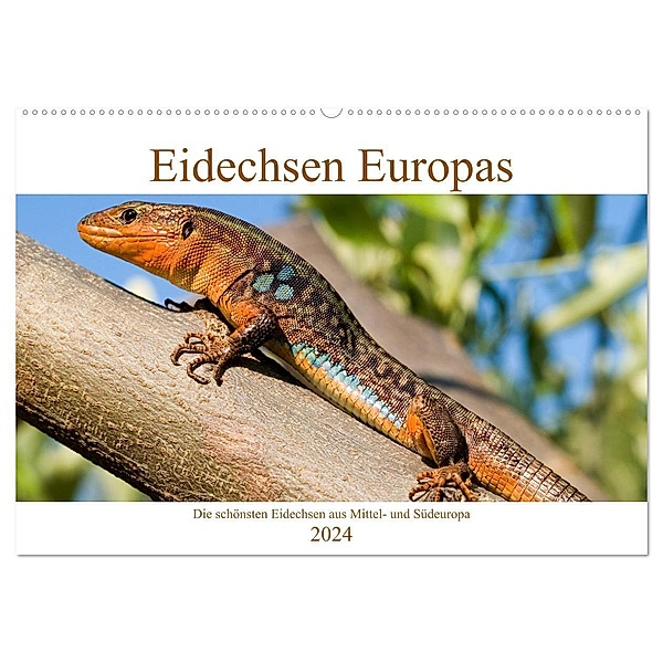 Eidechsen Europas (Wandkalender 2024 DIN A2 quer), CALVENDO Monatskalender, Wolfgang Simlinger