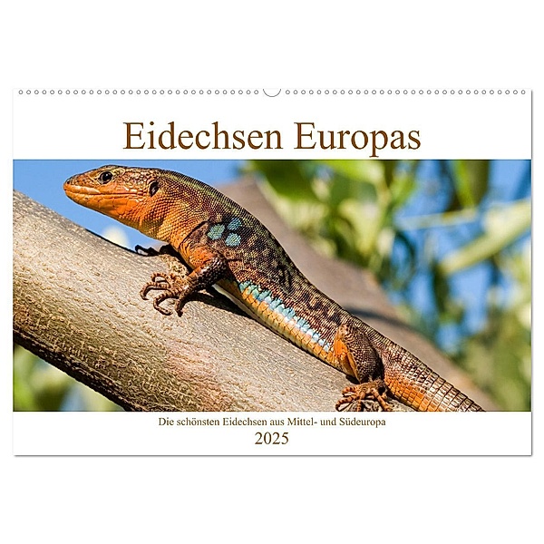 Eidechsen Europas (Wandkalender 2025 DIN A2 quer), CALVENDO Monatskalender, Calvendo, Wolfgang Simlinger