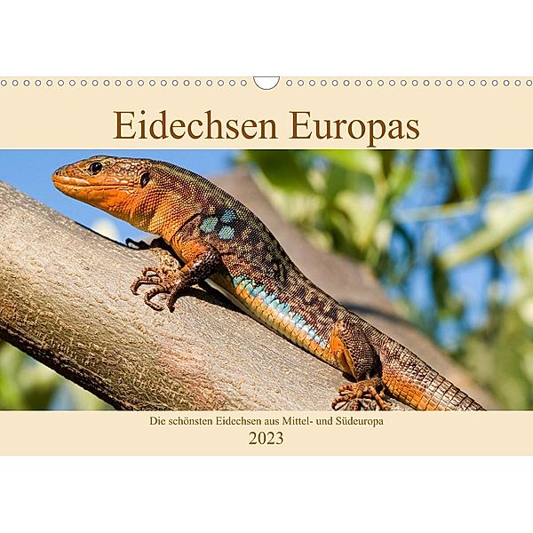 Eidechsen Europas (Wandkalender immerwährend DIN A3 quer), Wolfgang Simlinger
