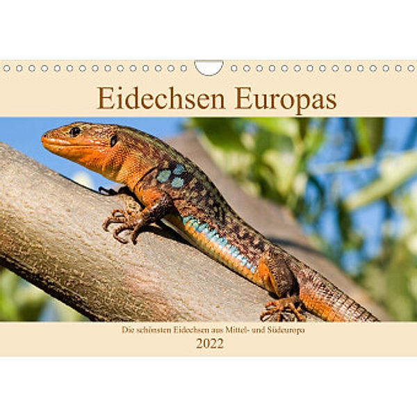 Eidechsen Europas (Wandkalender immerwährend DIN A4 quer), Wolfgang Simlinger