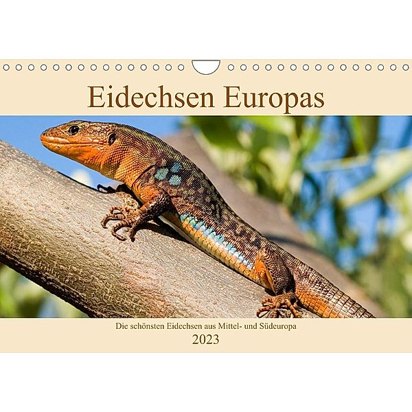 Eidechsen Europas (Wandkalender immerwährend DIN A4 quer), Wolfgang Simlinger