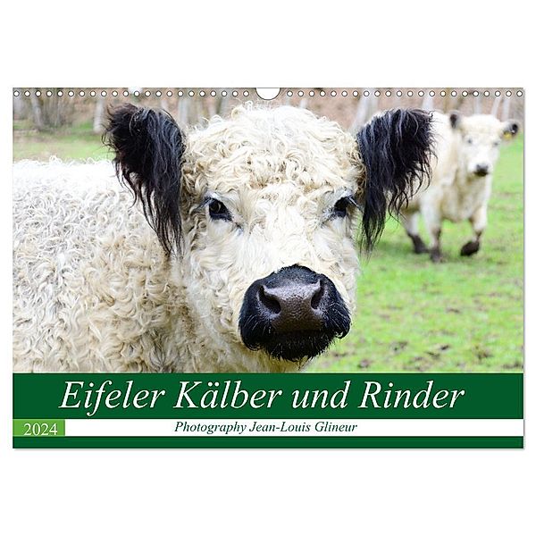 Eifeler Kälber und Rinder (Wandkalender 2024 DIN A3 quer), CALVENDO Monatskalender, Jean-Louis Glineur