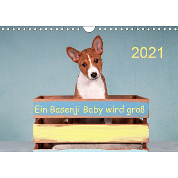 Ein Basenji Baby wird groß (Wandkalender 2021 DIN A4 quer), Angelika Joswig