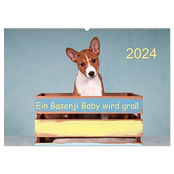 Ein Basenji Baby wird groß (Wandkalender 2024 DIN A2 quer), CALVENDO Monatskalender, Angelika Joswig
