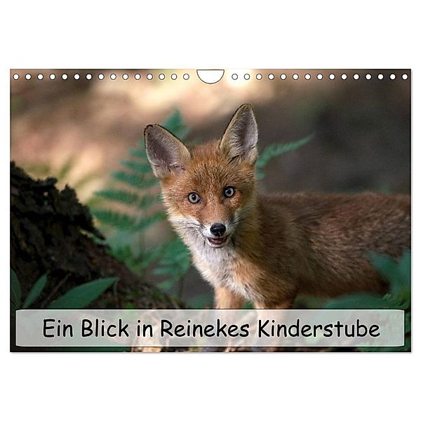 Ein Blick in Reinekes Kinderstube (Wandkalender 2024 DIN A4 quer), CALVENDO Monatskalender, Mirko Fuchs