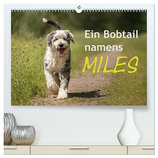 Ein Bobtail namens Miles (hochwertiger Premium Wandkalender 2025 DIN A2 quer), Kunstdruck in Hochglanz, Calvendo, Christiane calmbacher