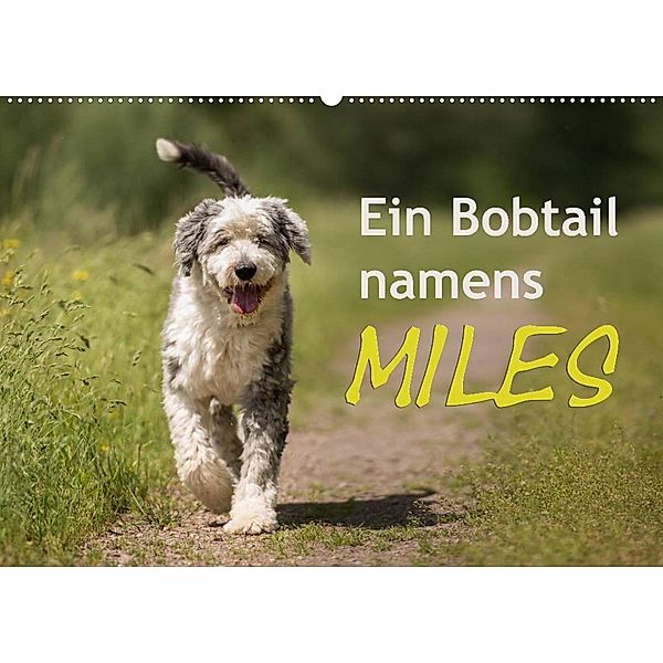 Ein Bobtail namens Miles (Wandkalender 2023 DIN A2 quer), Christiane calmbacher