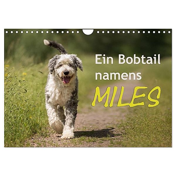 Ein Bobtail namens Miles (Wandkalender 2024 DIN A4 quer), CALVENDO Monatskalender, Christiane calmbacher