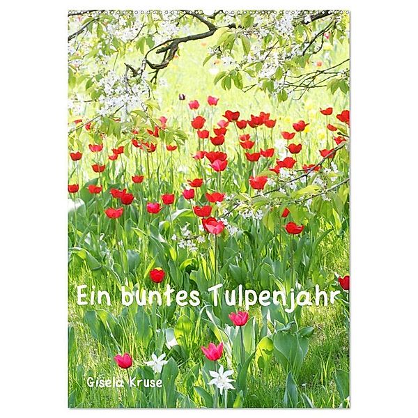 Ein buntes Tulpenjahr (Wandkalender 2025 DIN A2 hoch), CALVENDO Monatskalender, Calvendo, Gisela Kruse