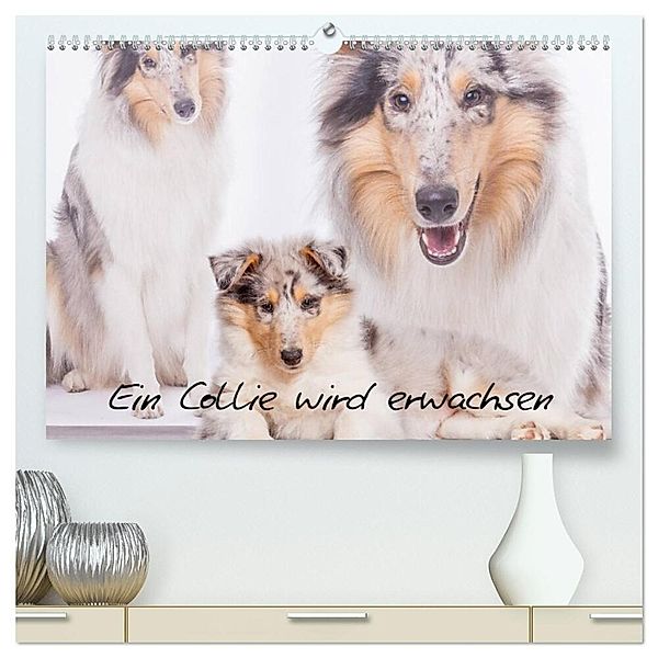 Ein Collie wird erwachsen (hochwertiger Premium Wandkalender 2024 DIN A2 quer), Kunstdruck in Hochglanz, Christine Hemlep