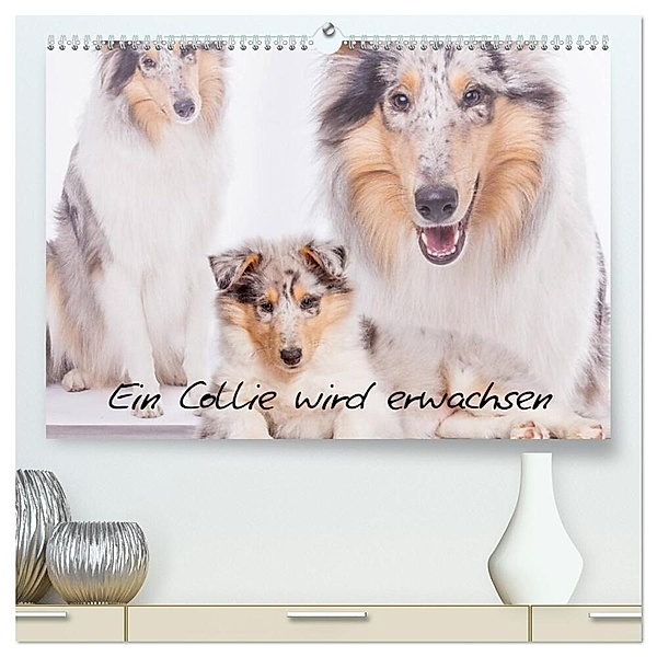 Ein Collie wird erwachsen (hochwertiger Premium Wandkalender 2025 DIN A2 quer), Kunstdruck in Hochglanz, Calvendo, Christine Hemlep