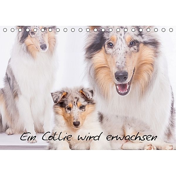 Ein Collie wird erwachsen (Tischkalender 2018 DIN A5 quer) Dieser erfolgreiche Kalender wurde dieses Jahr mit gleichen B, Christine Hemlep