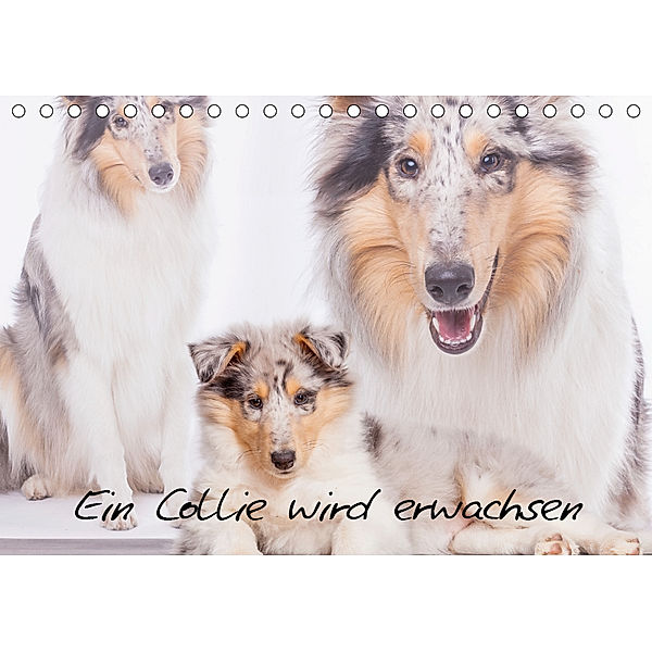 Ein Collie wird erwachsen (Tischkalender 2019 DIN A5 quer), Christine Hemlep