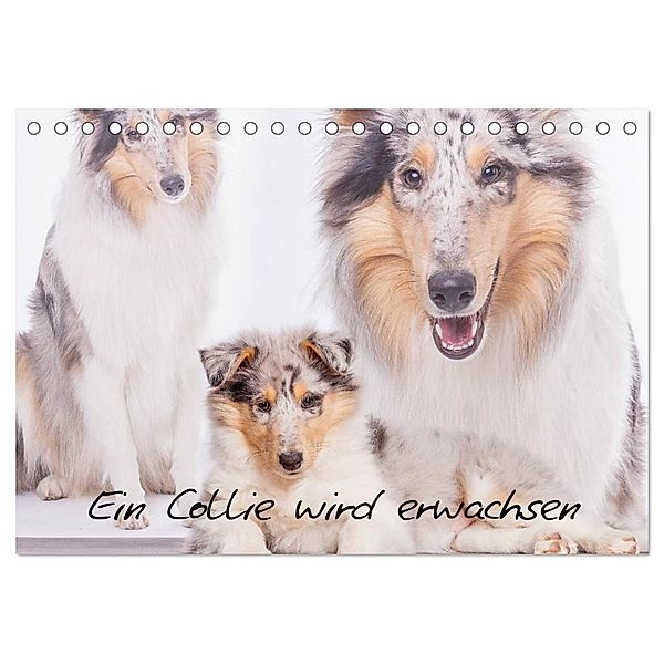 Ein Collie wird erwachsen (Tischkalender 2024 DIN A5 quer), CALVENDO Monatskalender, Christine Hemlep