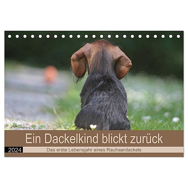 Ein Dackelkind blickt zurück (Tischkalender 2024 DIN A5 quer), CALVENDO Monatskalender, Barbara Mielewczyk