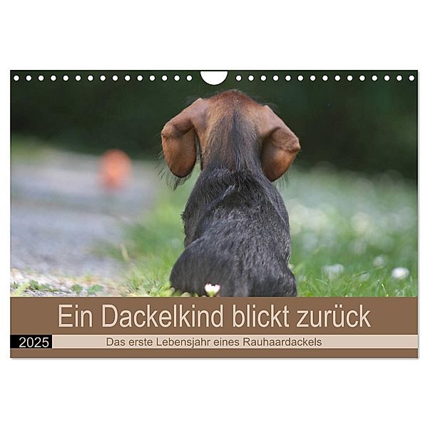 Ein Dackelkind blickt zurück (Wandkalender 2025 DIN A4 quer), CALVENDO Monatskalender, Calvendo, Barbara Mielewczyk