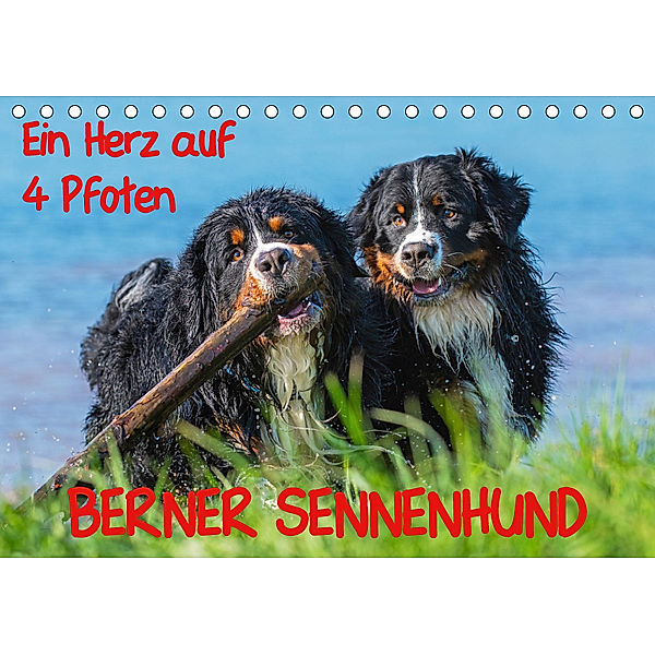 Ein Herz auf 4 Pfoten - Berner Sennenhund (Tischkalender 2019 DIN A5 quer), Sigrid Starick