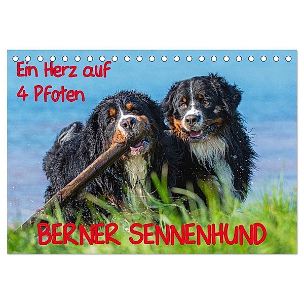 Ein Herz auf 4 Pfoten - Berner Sennenhund (Tischkalender 2024 DIN A5 quer), CALVENDO Monatskalender, Sigrid Starick