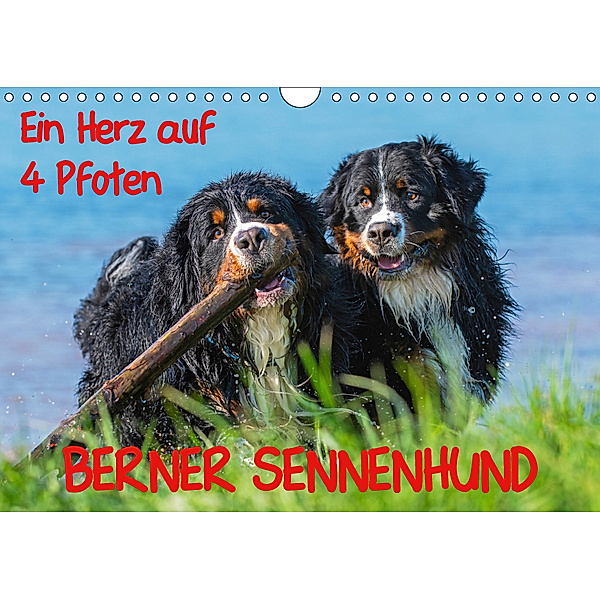 Ein Herz auf 4 Pfoten - Berner Sennenhund (Wandkalender 2019 DIN A4 quer), Sigrid Starick