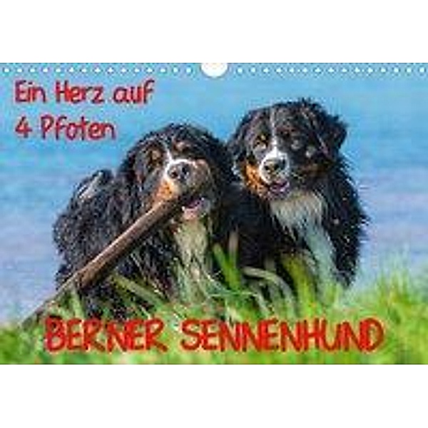 Ein Herz auf 4 Pfoten - Berner Sennenhund (Wandkalender 2020 DIN A4 quer), Sigrid Starick
