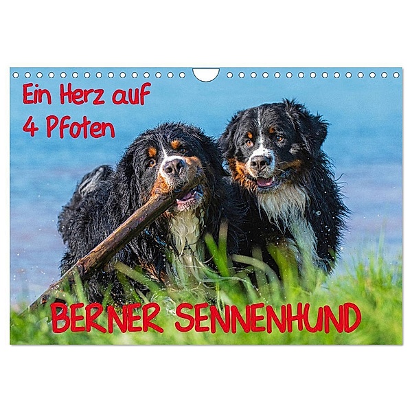 Ein Herz auf 4 Pfoten - Berner Sennenhund (Wandkalender 2024 DIN A4 quer), CALVENDO Monatskalender, Sigrid Starick