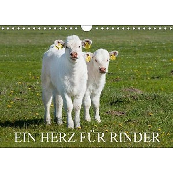 Ein Herz für Rinder (Wandkalender 2020 DIN A4 quer), Sigrid Starick