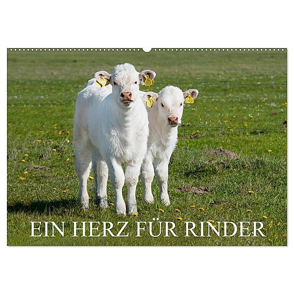 Ein Herz für Rinder (Wandkalender 2024 DIN A2 quer), CALVENDO Monatskalender, Sigrid Starick