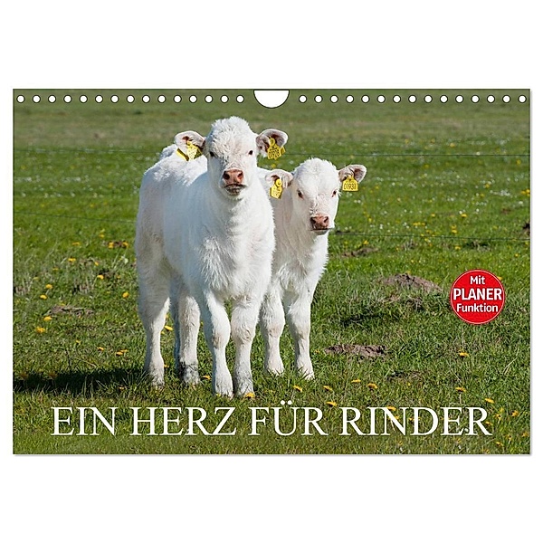 Ein Herz für Rinder (Wandkalender 2024 DIN A4 quer), CALVENDO Monatskalender, Sigrid Starick
