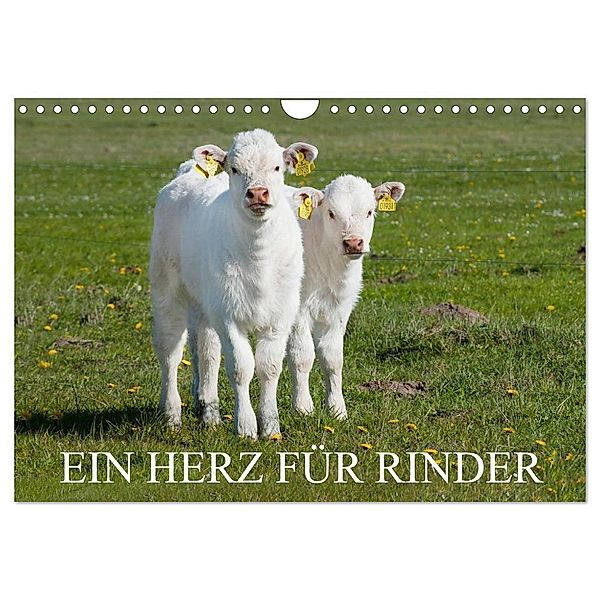 Ein Herz für Rinder (Wandkalender 2024 DIN A4 quer), CALVENDO Monatskalender, Sigrid Starick