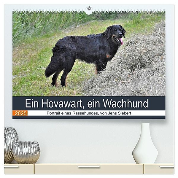 Ein Hovawart, ein Wachhund (hochwertiger Premium Wandkalender 2025 DIN A2 quer), Kunstdruck in Hochglanz, Calvendo, Jens Siebert